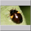 Adalia decempunctata - Zehnpunkt 08d.jpg